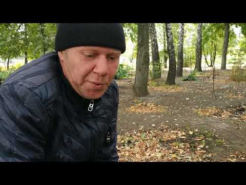 Видео: Размножение рододендронов (результаты). 4 часть.