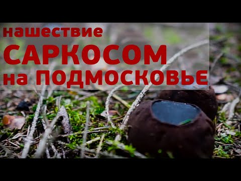 Видео: Саркосома шаровидная - нашествие редких грибов на Подмосковье! Весна 2020