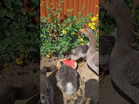 Видео: Гусята кушают арбуз #goose