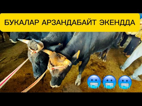 Видео: ОЗГОН БУКА БААЛАРЫ 28.09.2025#памиртв #Букабазар #ангуст #малбазар2025 #озгон #сегодня 