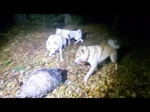 Видео: ОХОТА НА БАРСУКА С ЛАЙКАМИ/РАБОТА "БАРСА" "ШКОДЫ" "ПУЛИ"