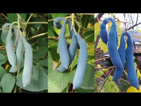 Видео: Декенея Фаргеза (Decaisnea fargesii) в Подмосковье. Ноябрь, 2020