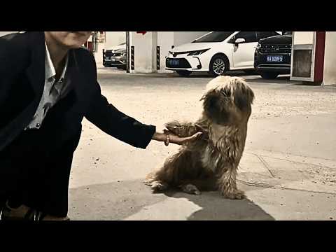 Видео: Не бойся, больше никто тебя не бросит — пугливый пёс из гаража наконец поверил мне.