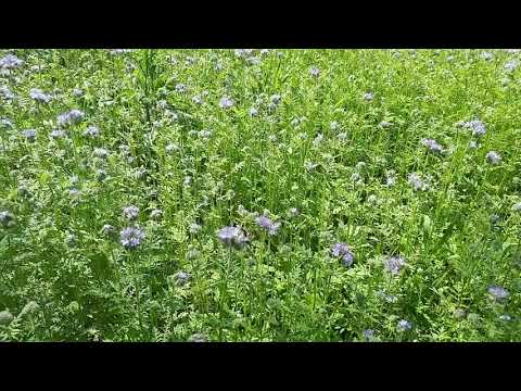 Видео: Сроки цветения фацелии