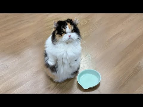 Видео: Самые очаровательные моменты с котятами 😻🐾