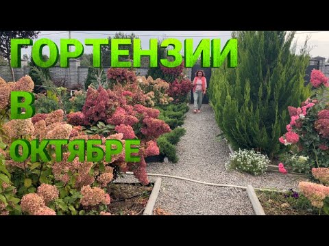 Видео: ЦВЕТЕНИЕ ГОРТЕНЗИЙ 4 ОКТЯБРЯ 2024г.| Гортензии в Октябре | Гортензии осенью