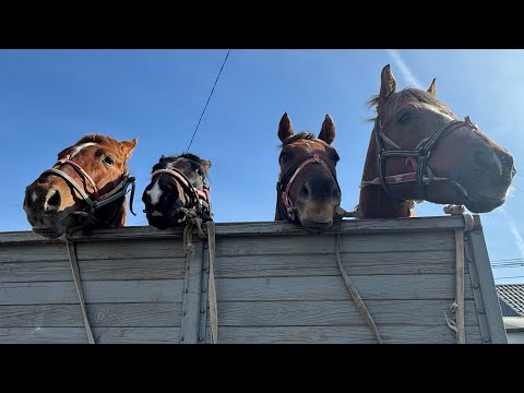 Видео: Қазақы демалыс