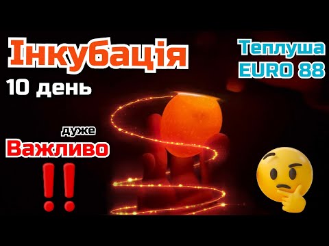 Видео: ІНКУБАЦІЯ 10 день‼️ВАЖЛИВО‼️вологість, овоскоп, датчик ВСЕ ДО ДРІБНИЦЬ🐣