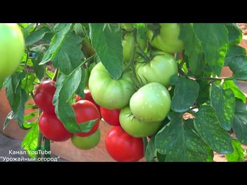 Видео: ЛУЧШИЙ ТОМАТ ДЛЯ ПРОДАЖИ И ЗАРАБОТКА ! КАК ЗАРАБОТАТЬ ДЕНЬГИ НА ТОМАТАХ