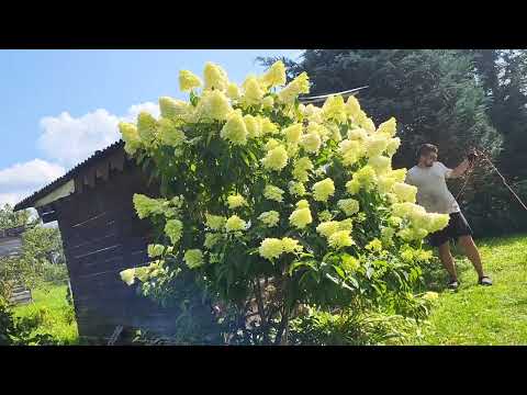 Видео: Новости с дачи 🥰👍 все спилили!