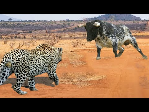 Видео: Редкие Сражения Животных , Снятые на Камеру