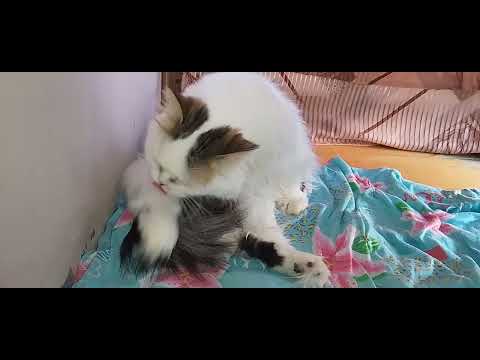 Видео: УЖИН У ВСЕХ СОСТОЯЛСЯ!😺🌳🍗🩷МОЯ ЗЛЮЧКА -ЦАРАПУЧКА!🙀💋