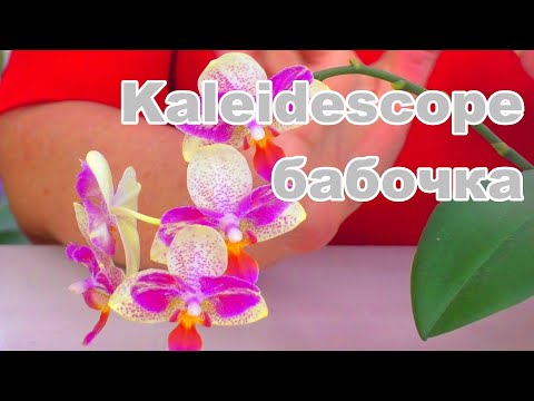 Видео: Пересадка цветущей орхидеи "Калейдоскоп - Бабочка", из мха в новый грунт. В какой грунт?