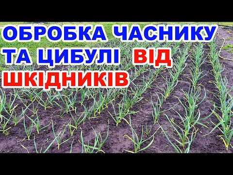 Видео: Захист часнику та цибулі від хвороб і шкідників