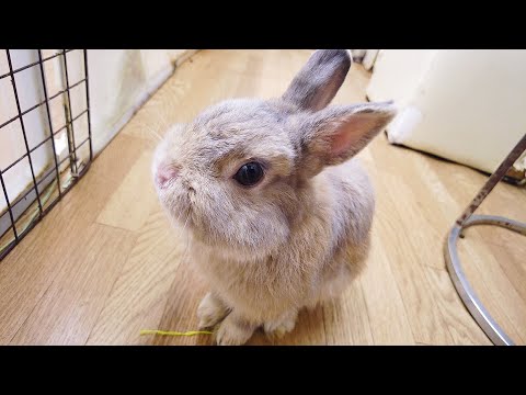 Видео: Я посетил кафе с кроликами, как в раю🐇｜Кафе кроликов Usabibi