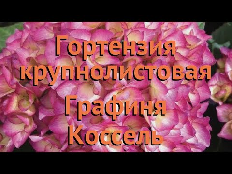 Видео: Гортензия крупнолистовая Графиня Коссель 🌿 обзор: как сажать, саженцы гортензии Графиня Коссель