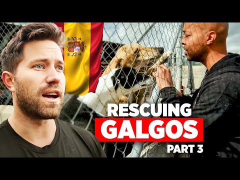 Видео: Последний день нашей миссии по спасению Галго | Из Испании в США (часть 3)