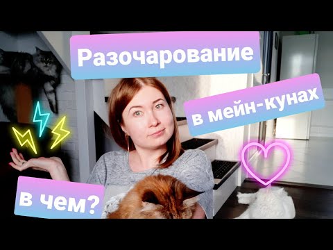 Видео: ЖИЗНЬ С МЕЙН-КУНАМИ / ГЛАВНОЕ РАЗОЧАРОВАНИЕ В МЕЙН-КУНАХ