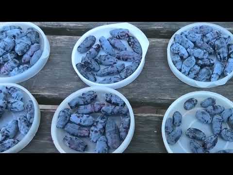 Видео: Ягоды сортов жимолости Бакчарский великан, Сильгинка, Фиалка и Провинциалка, 16 июня 2024 года.