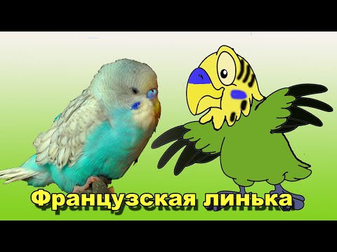 Видео: Французская линька. Вопросы без ответов.