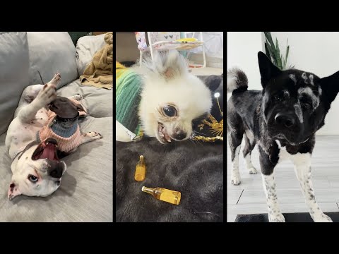Видео: Funny and cute DOGS🐶Videos🔶 Сompilation  # 13🔶