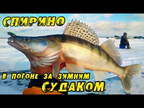 Видео: НЕ ЛЕЗЕТ В ЛУНКУ!!! Вот ЭТО РАЗДАЧА!! Зимняя рыбалка в СПИРИНО. СУДАК НА ВИБЫ зимой 2023!