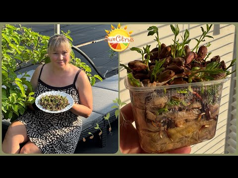 Видео: Фисташки. Посевная 🌱 2025