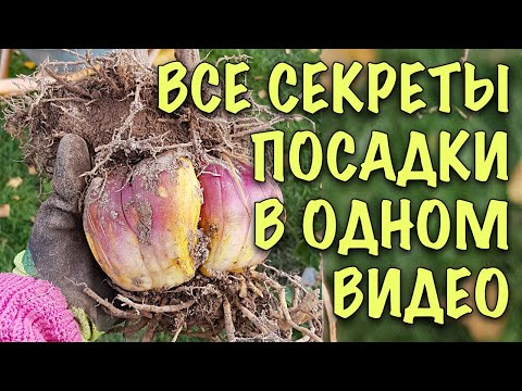 Видео: Хотите пышного цветения лилий? НАЧНИТЕ С ПРАВИЛЬНОЙ ПОСАДКИ! Все СЕКРЕТЫ и ХИТРОСТИ посадки ЛИЛИЙ