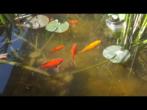 Видео: Мой Мини-Прудик на Веранде 🥰