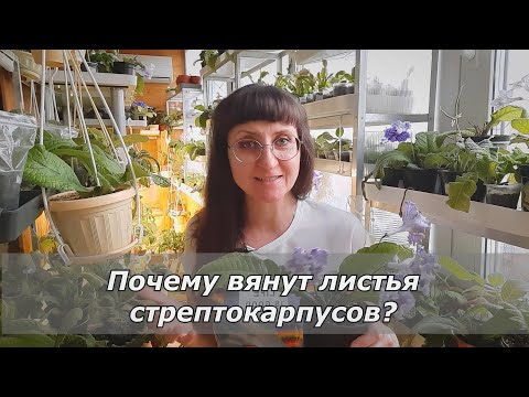 Видео: Почему вянут листья стрептокарпуса