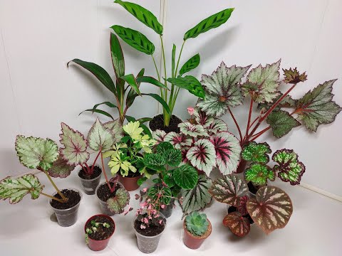 Видео: Растения едут в новый дом #6