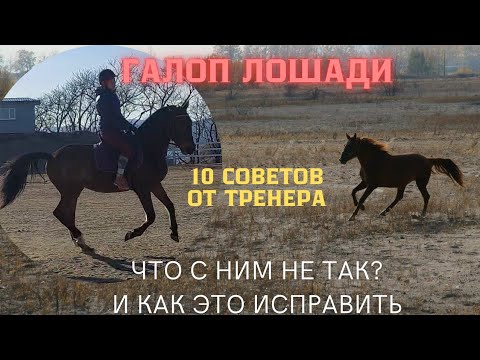 Видео: ГАЛОП ЛОШАДИ. Секреты и тонкости работы на галопе для комфортной езды