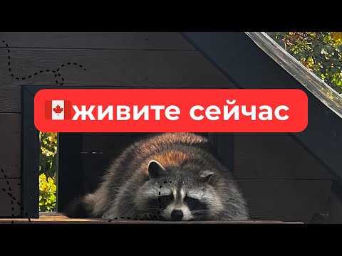 Видео: 🇨🇦Канада: живите сейчас