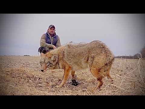 Видео: Я поймал более 1000 КОЙОТОВ с помощью этих двух наборов