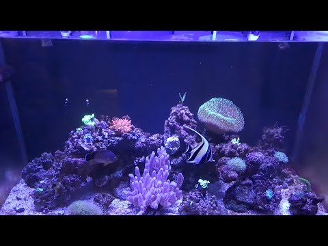 Видео: подмен воды в морском аквариуме