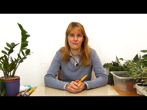 Видео: Пересадка комнатных растений