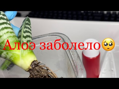 Видео: Почему алоэ не росло ?