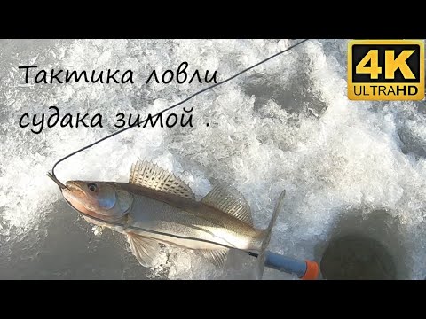 Видео: Тактика поиска судака зимой на большом озере без рельефа . Ловля судака зимой