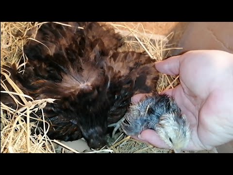 Видео: Ура!!! Первопроходец есть!!! Выскочил на 20 день 🐤🤗