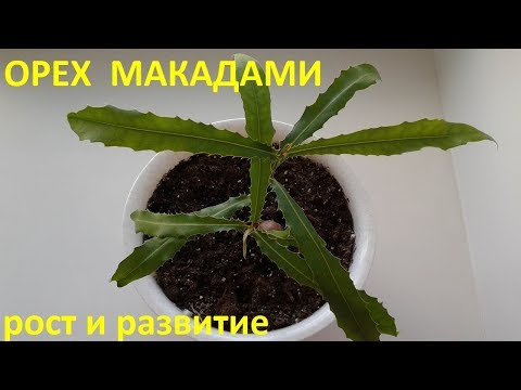 Видео: Орех Макадами рост и развитие