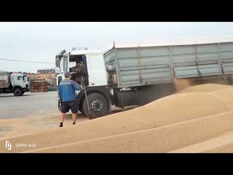 Видео: Рабочие будни продолжаются! МАЗ!