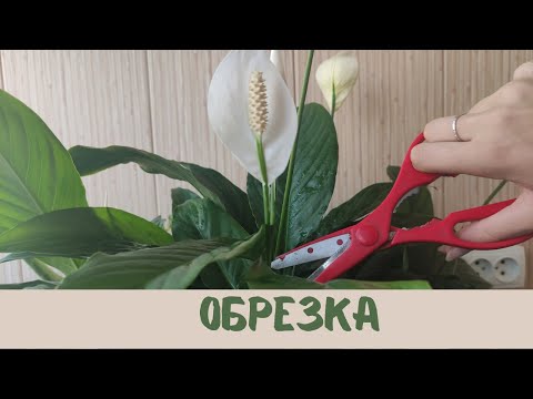 Видео: Женское счастье (спатифиллум) обрезка