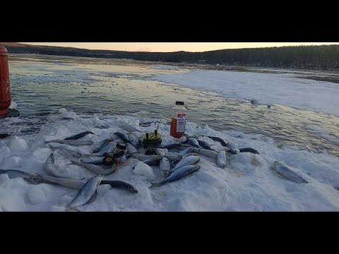 Видео: Озеро Инголь  Рыбалка на рипуса  Серия 2