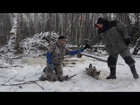 Видео: Охота на бобра #18 Рекорд сезона 66 Кг