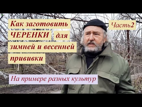 Видео: Заготовка черенков для прививки Ч2