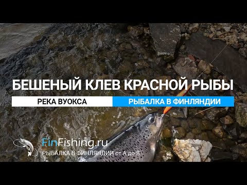 Видео: Бешеный клев кумжи в Финляндии! Супер рыбалка на реке Вуокса.