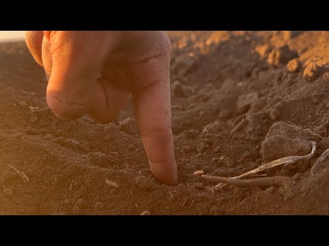 Видео: Дивимось поля | Що сіяти ? | Ярі культури 2025