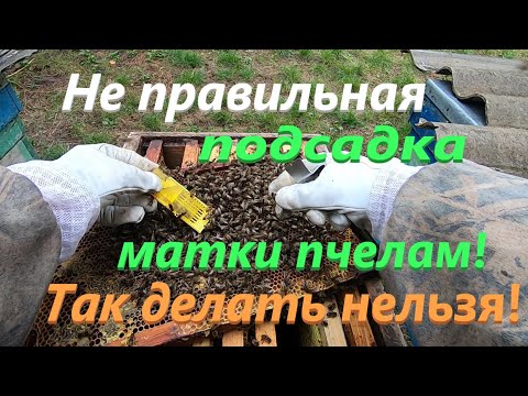 Видео: Не правильная подсадка матки очень злым пчелам! Так не делайте! Как исправить злую семью..?!