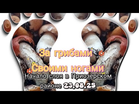 Видео: открываем  грибной слой в Приозерском районе 23.08.2025