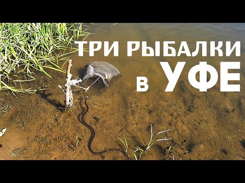 Видео: Активная Чехонь на Белой | Рыбалка на Деме | Пруд в Волково (2019)